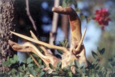 Wooden Sculpture