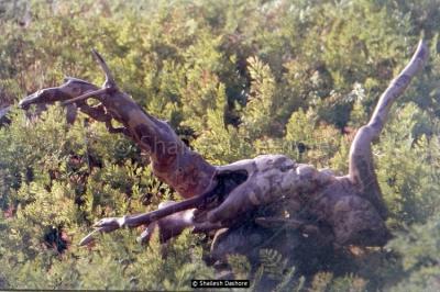 Wooden Sculpture