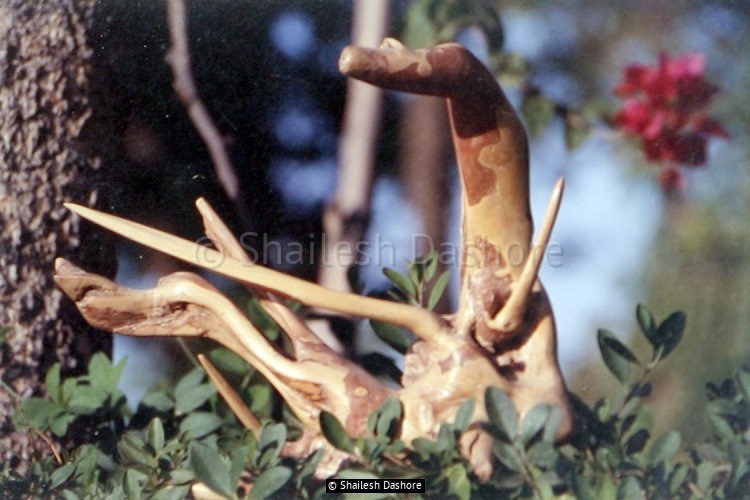 Wooden Sculpture